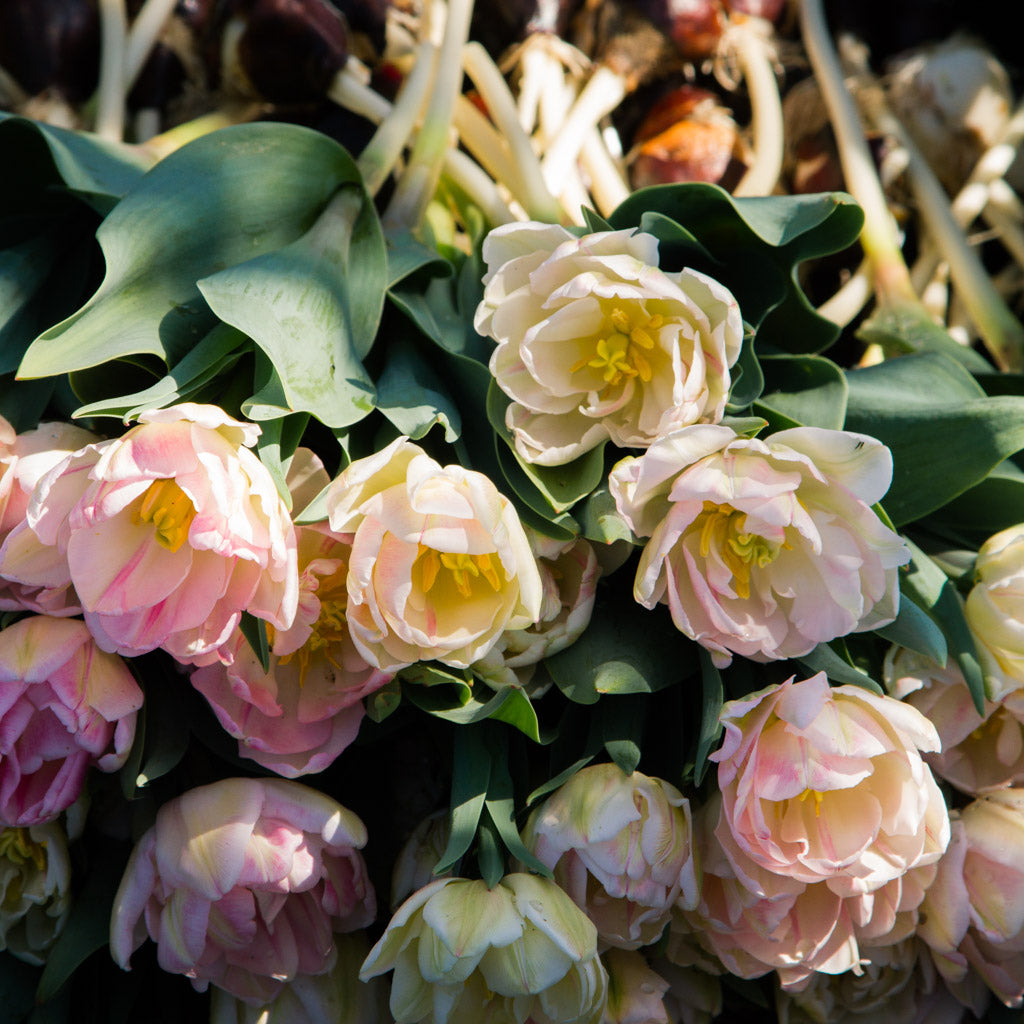 TULIP - Foxtrot