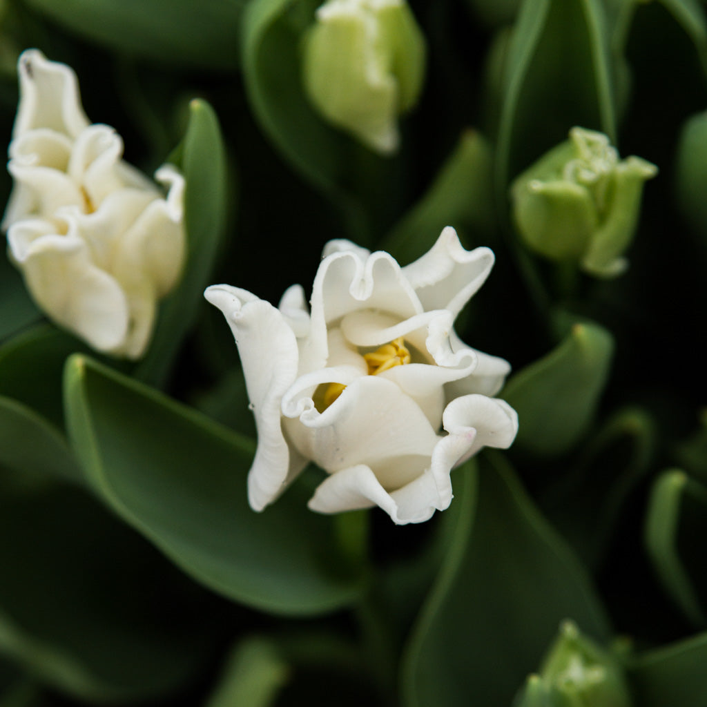 TULIP - White Liberstar