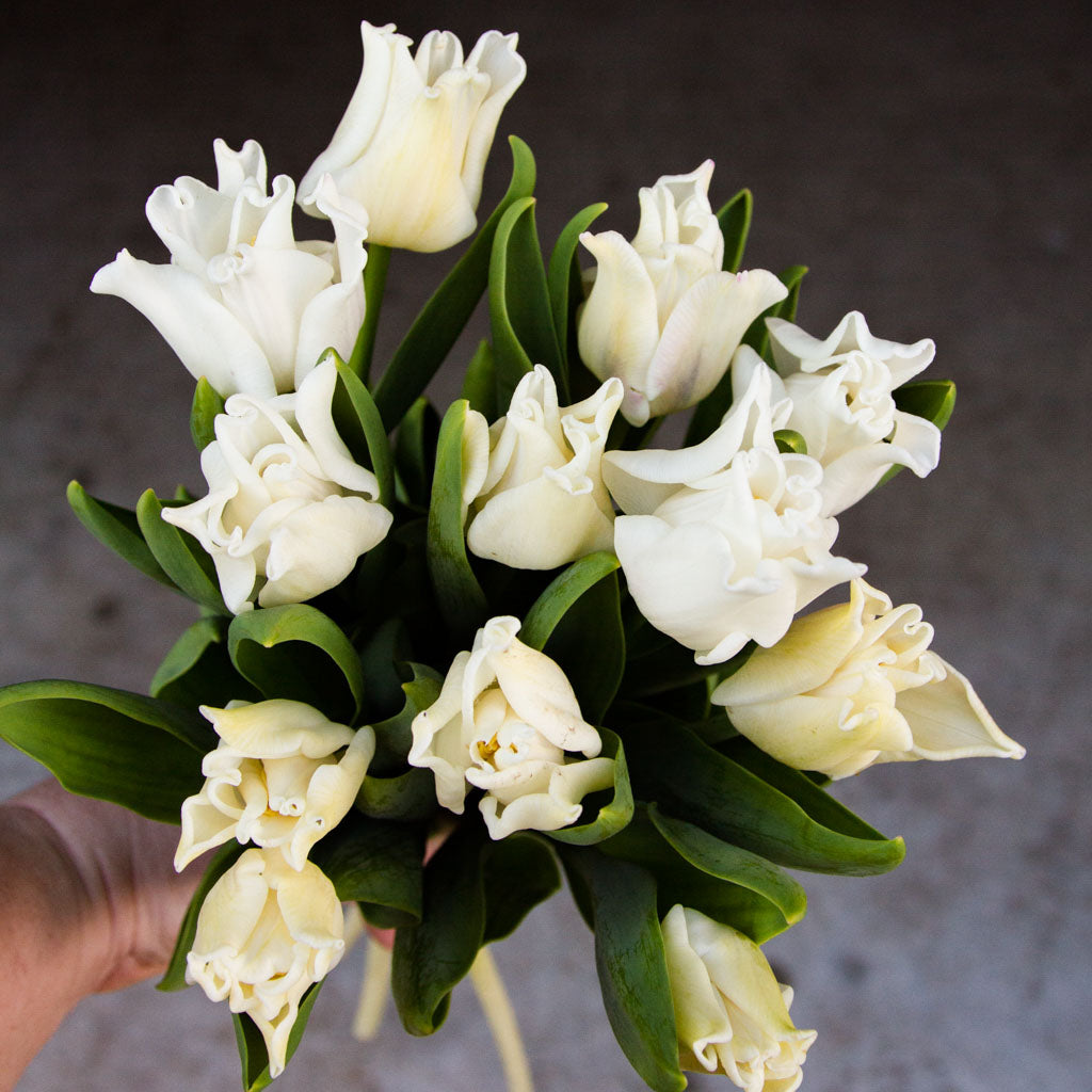 TULIP - White Liberstar
