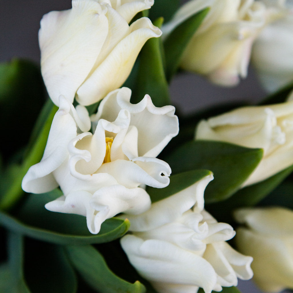 TULIP - White Liberstar