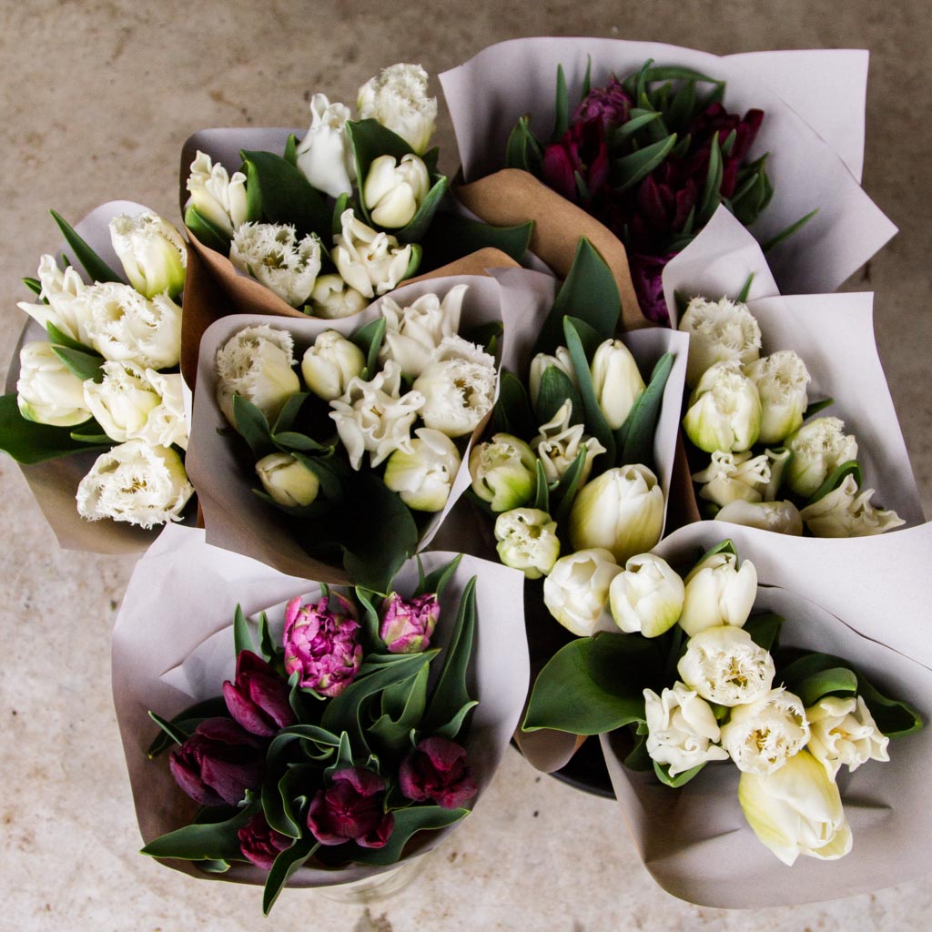 Tulips