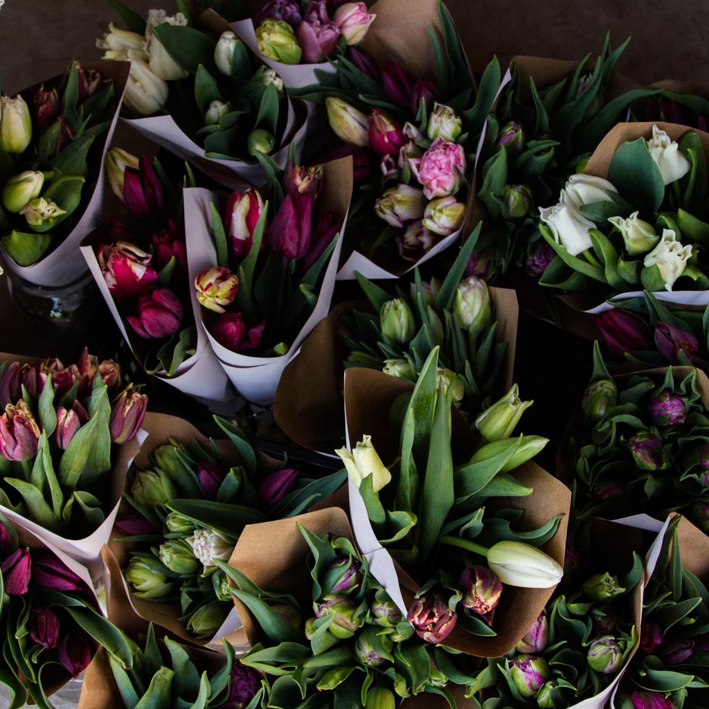 Tulips