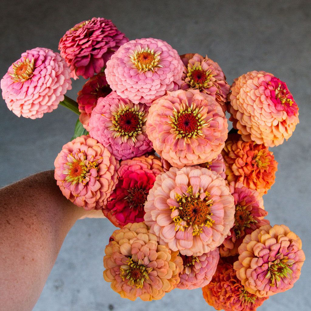 Zinnia - Oklahoma Salmon