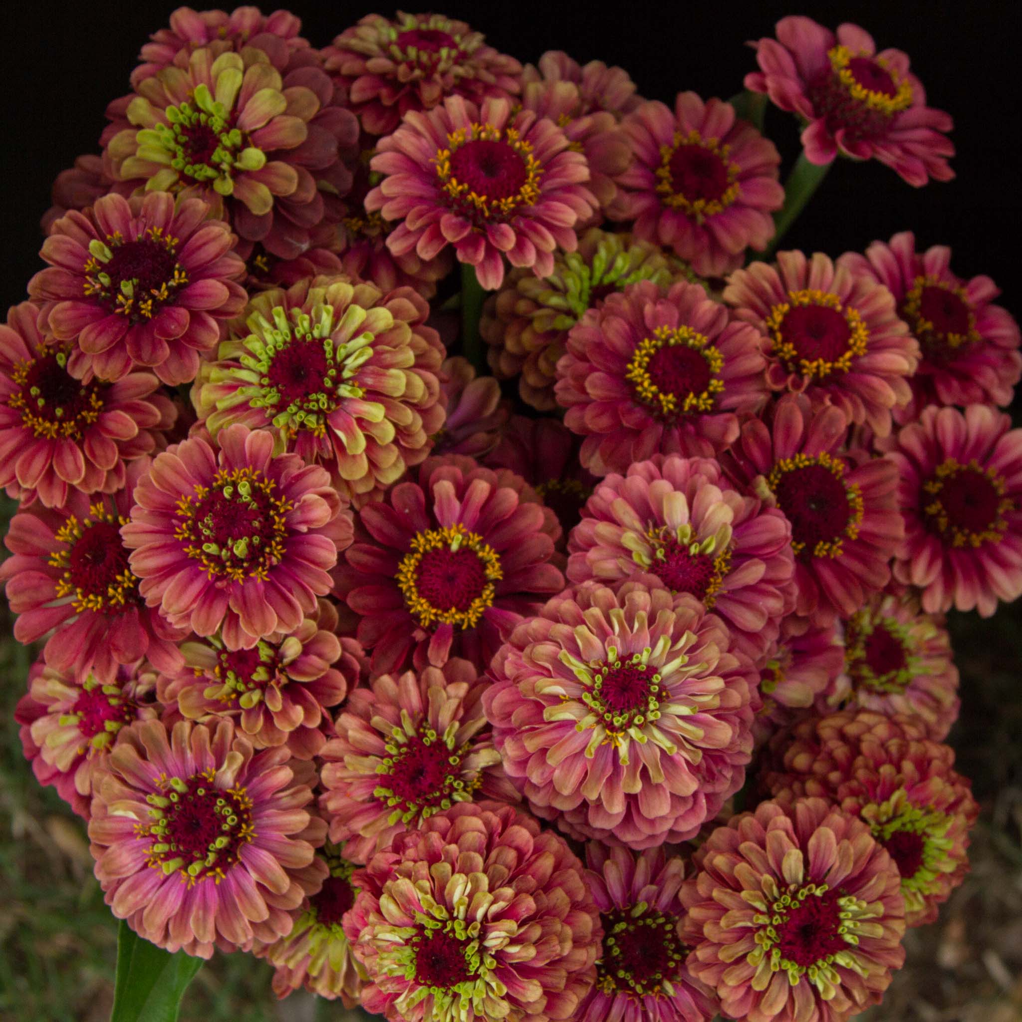 Zinnia - Queeny RED Lime