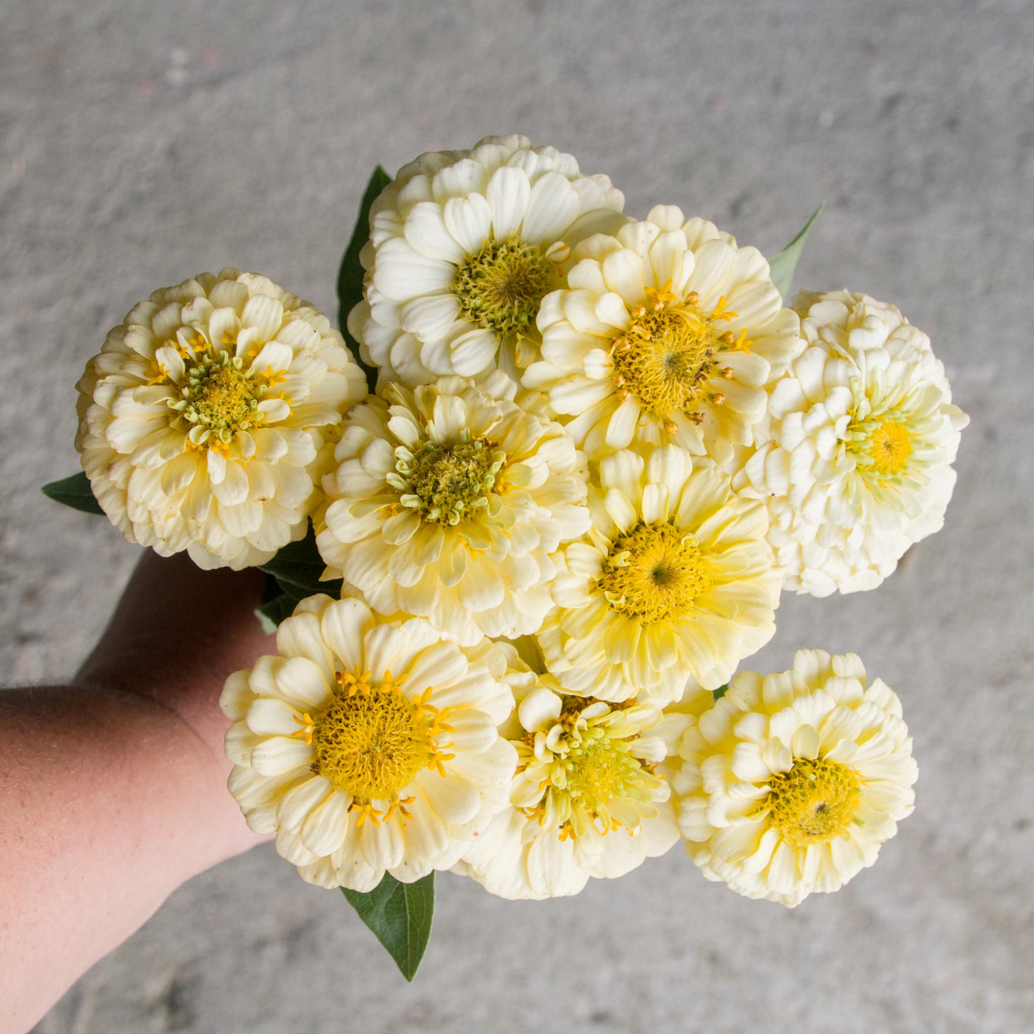 Zinnia - Oklahoma Ivory