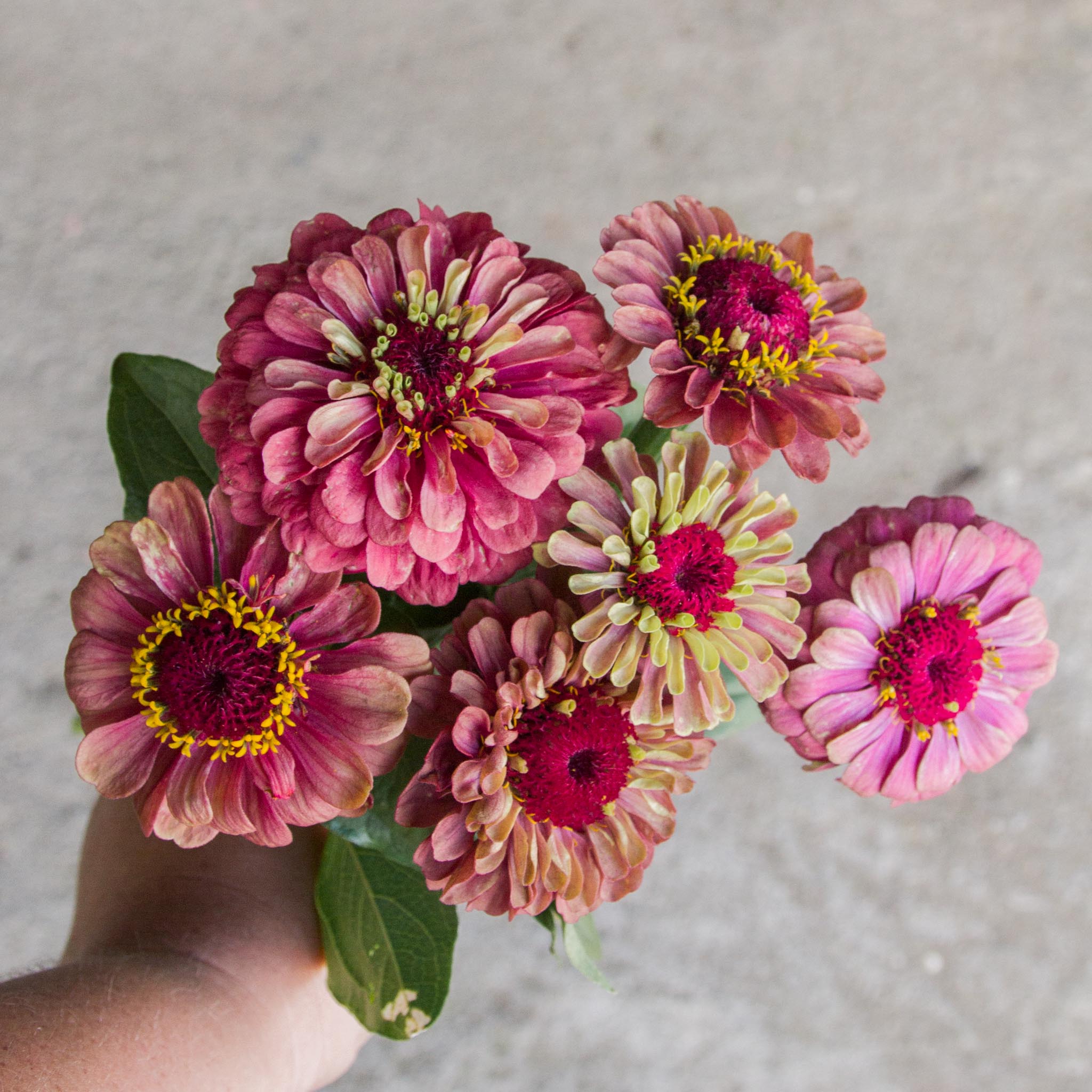 Zinnia - Queeny RED Lime