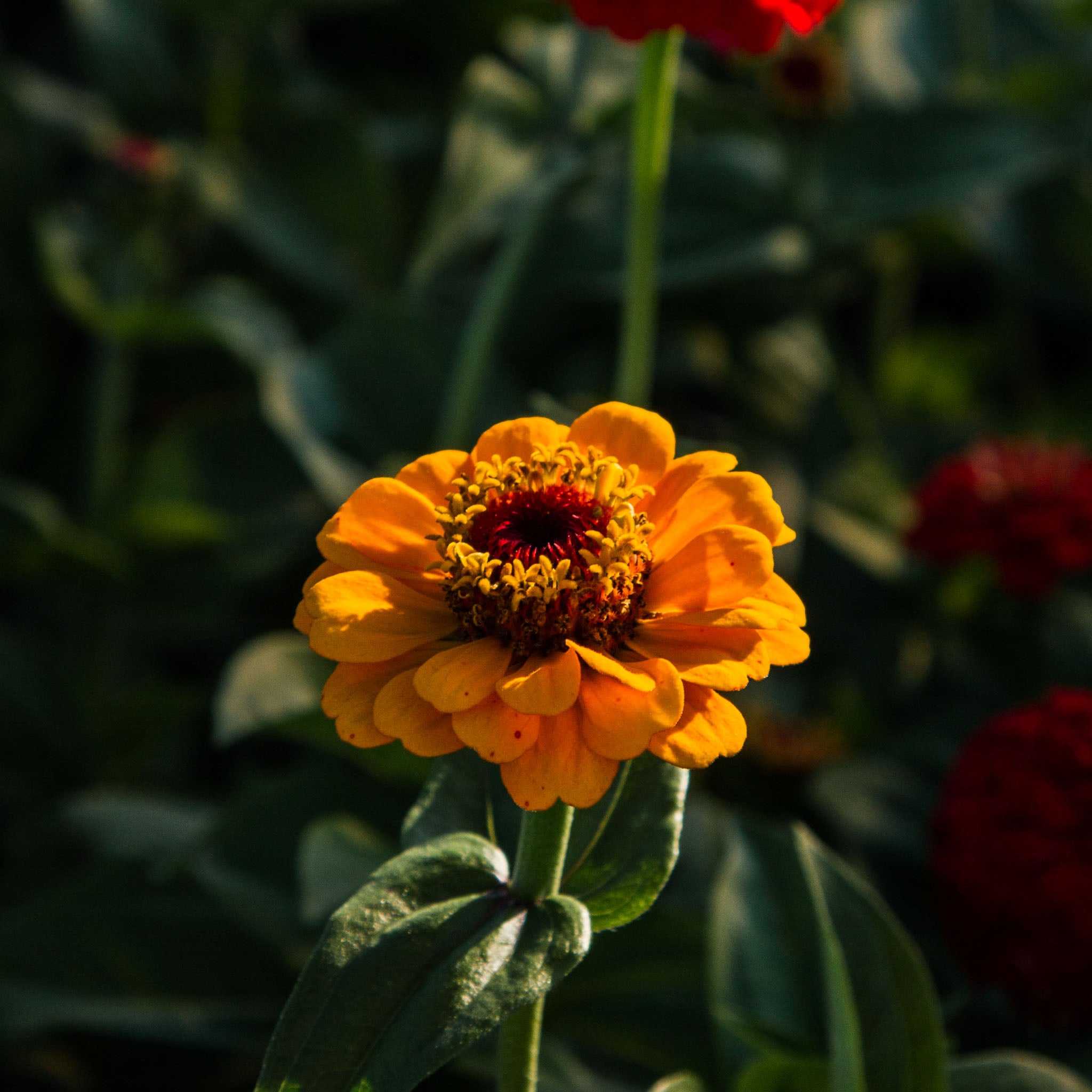 Zinnia - Oklahoma Golden Yellow