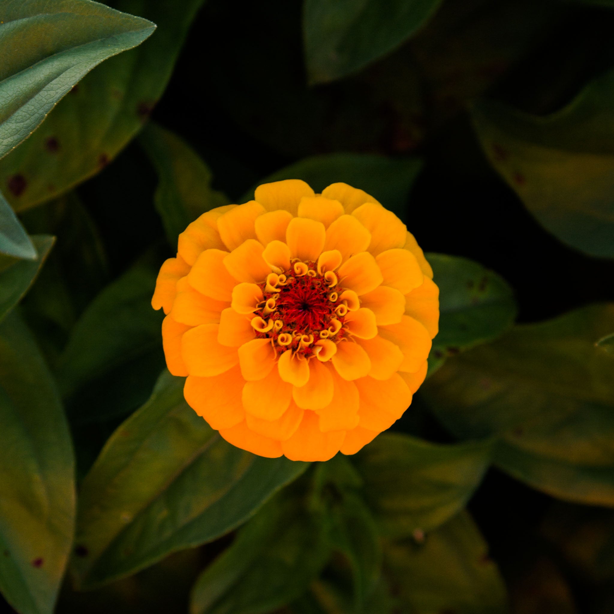Zinnia - Oklahoma Golden Yellow