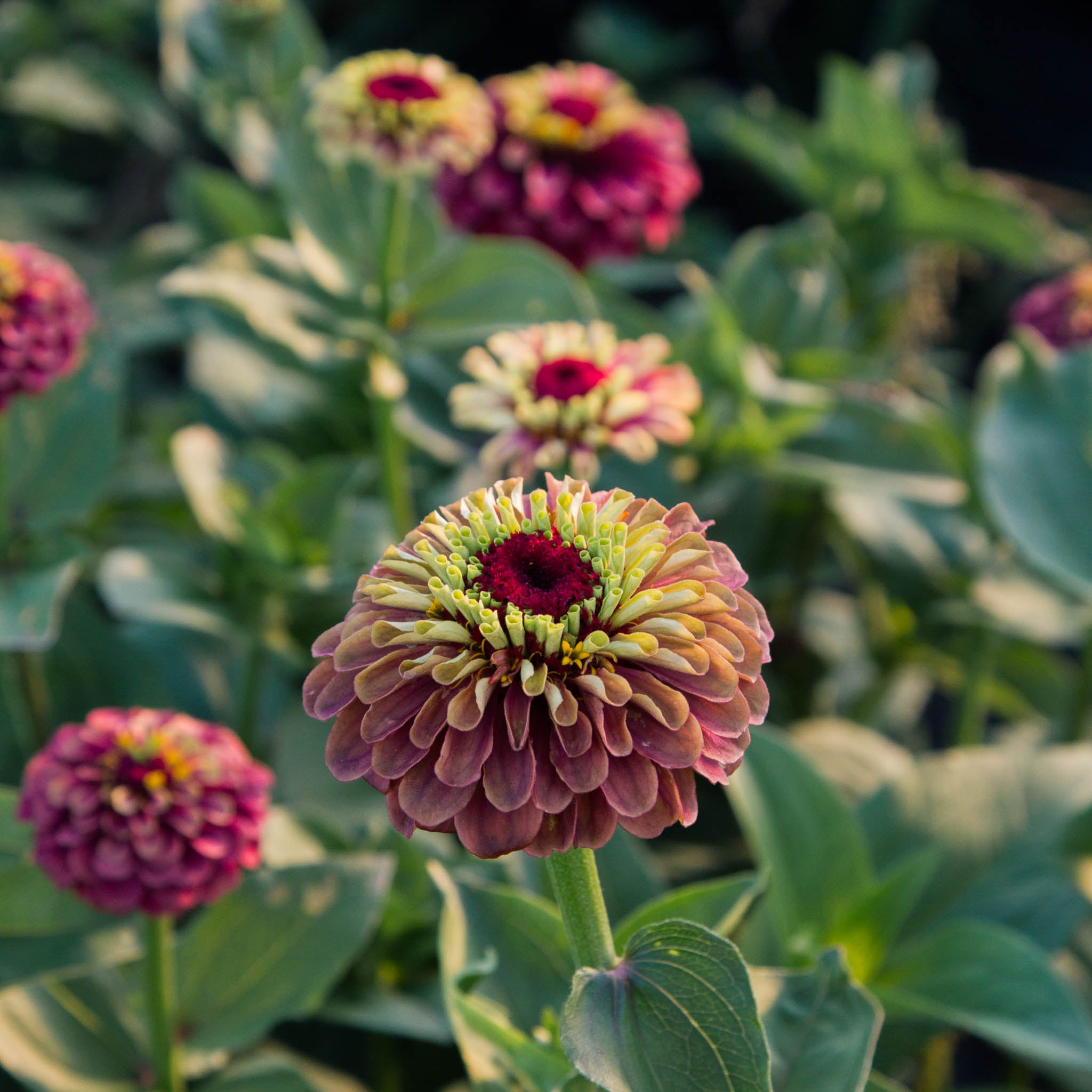Zinnia - Queeny RED Lime