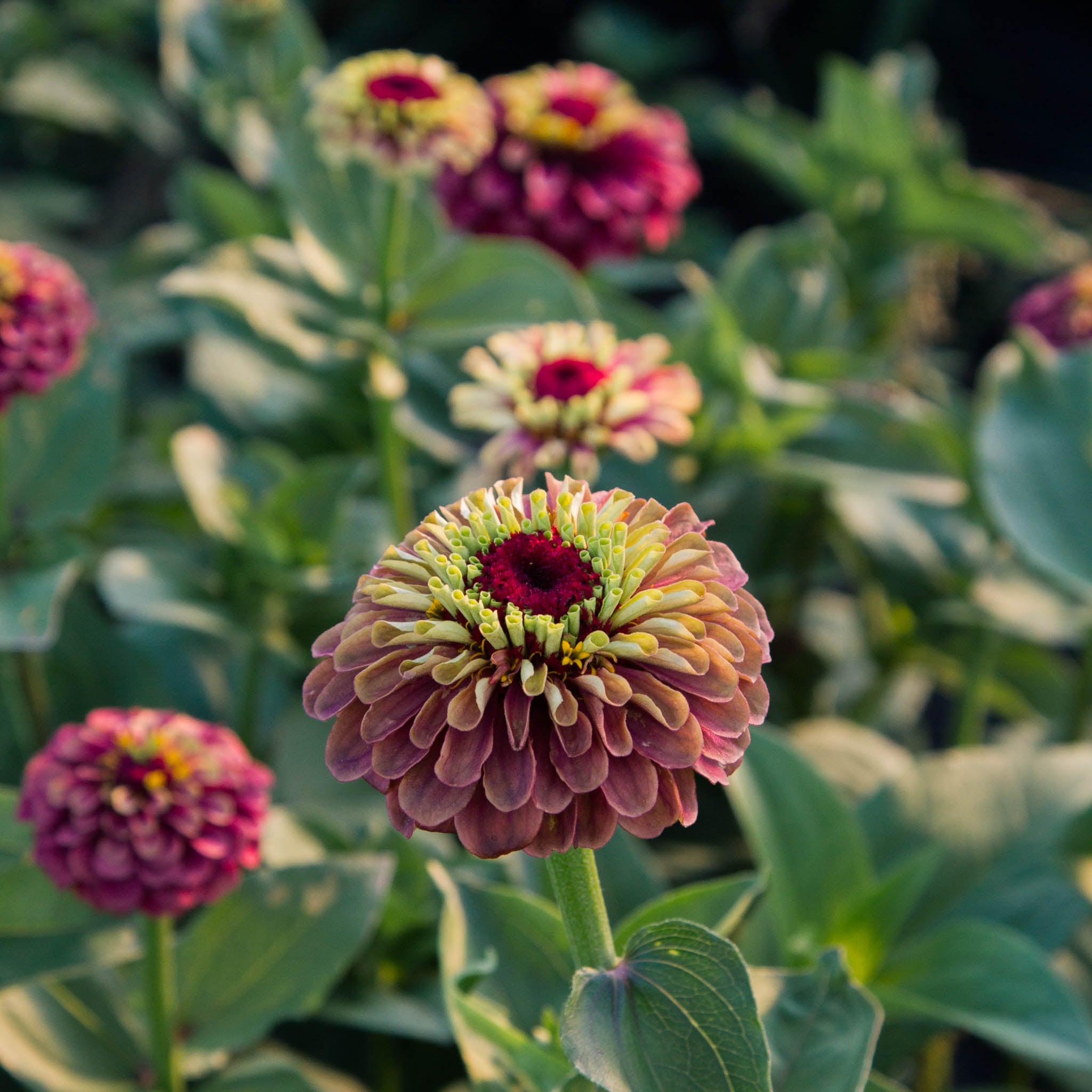 Zinnia - Queeny RED Lime