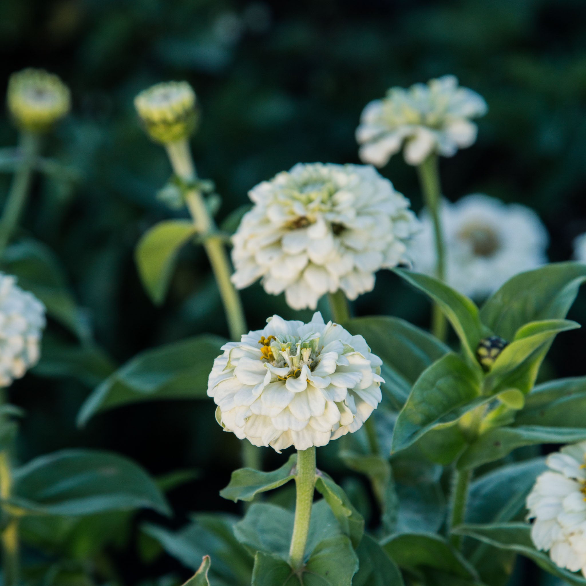 Zinnia - Oklahoma White