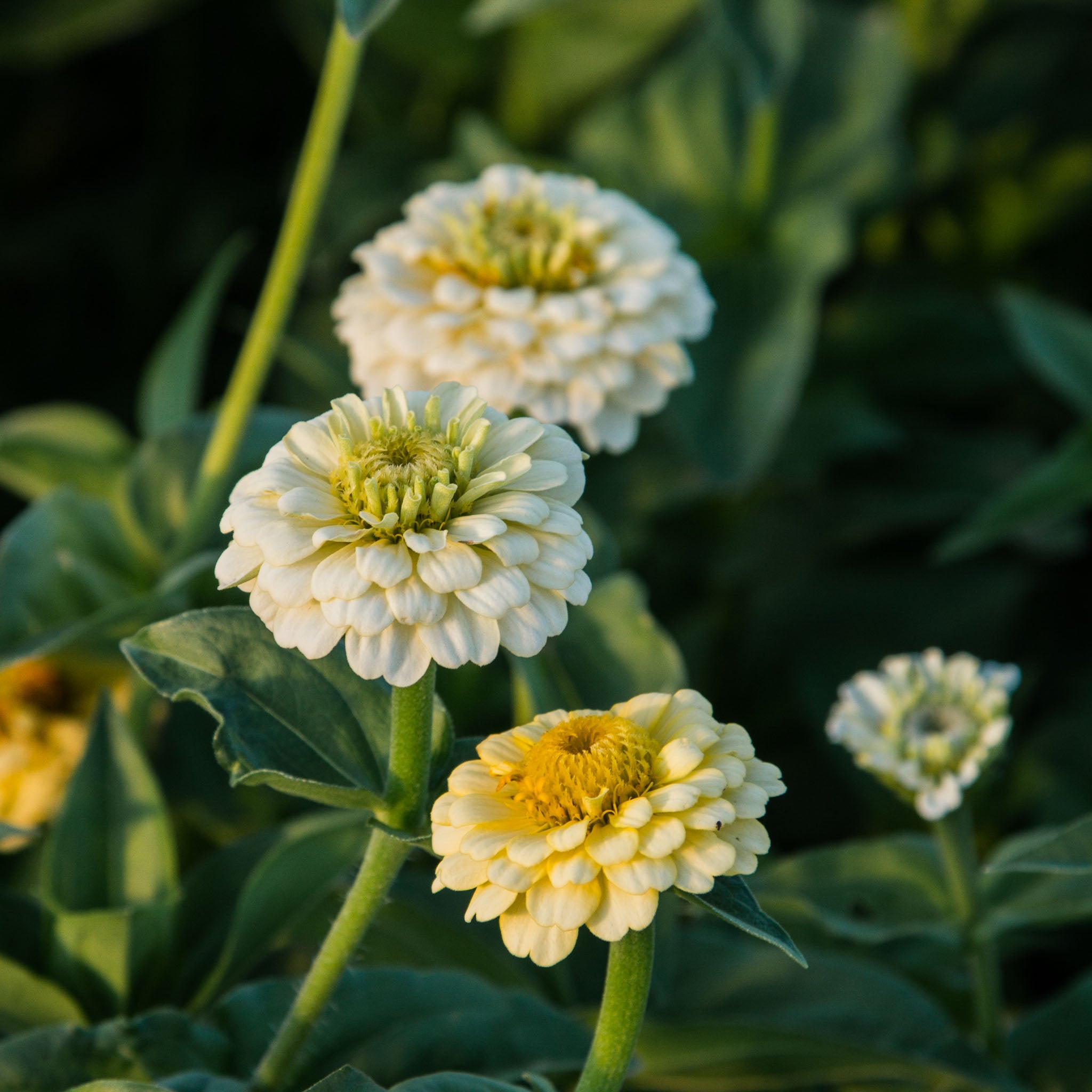 Zinnia - Oklahoma Ivory