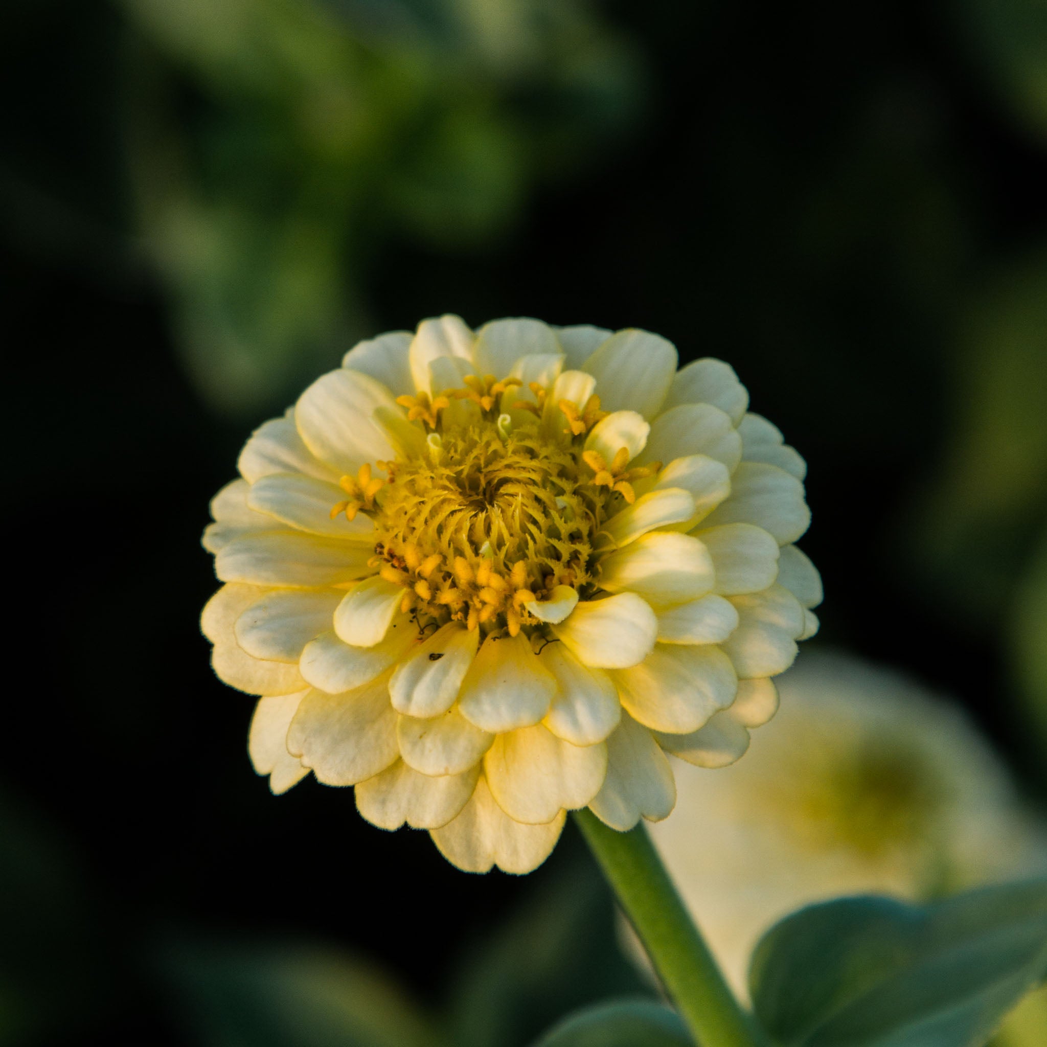 Zinnia - Oklahoma Ivory