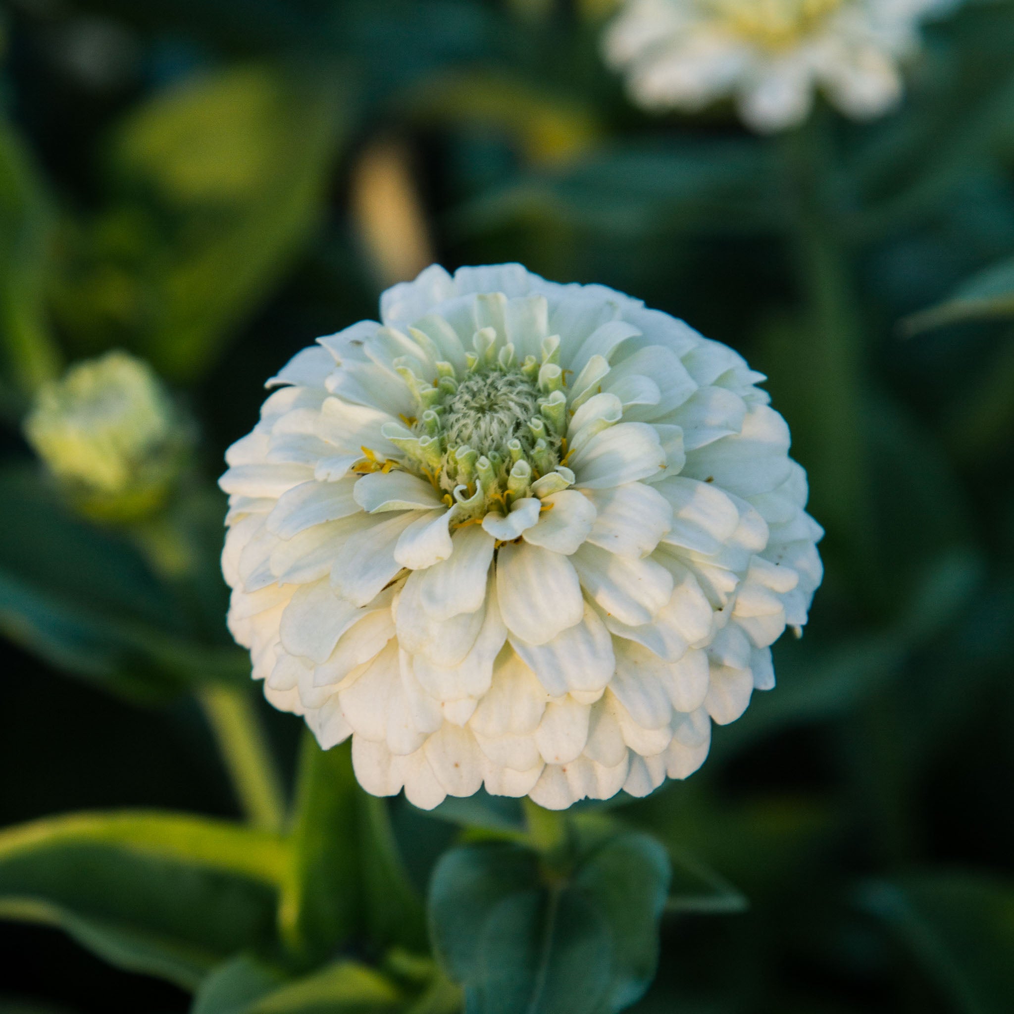 Zinnia - Oklahoma White