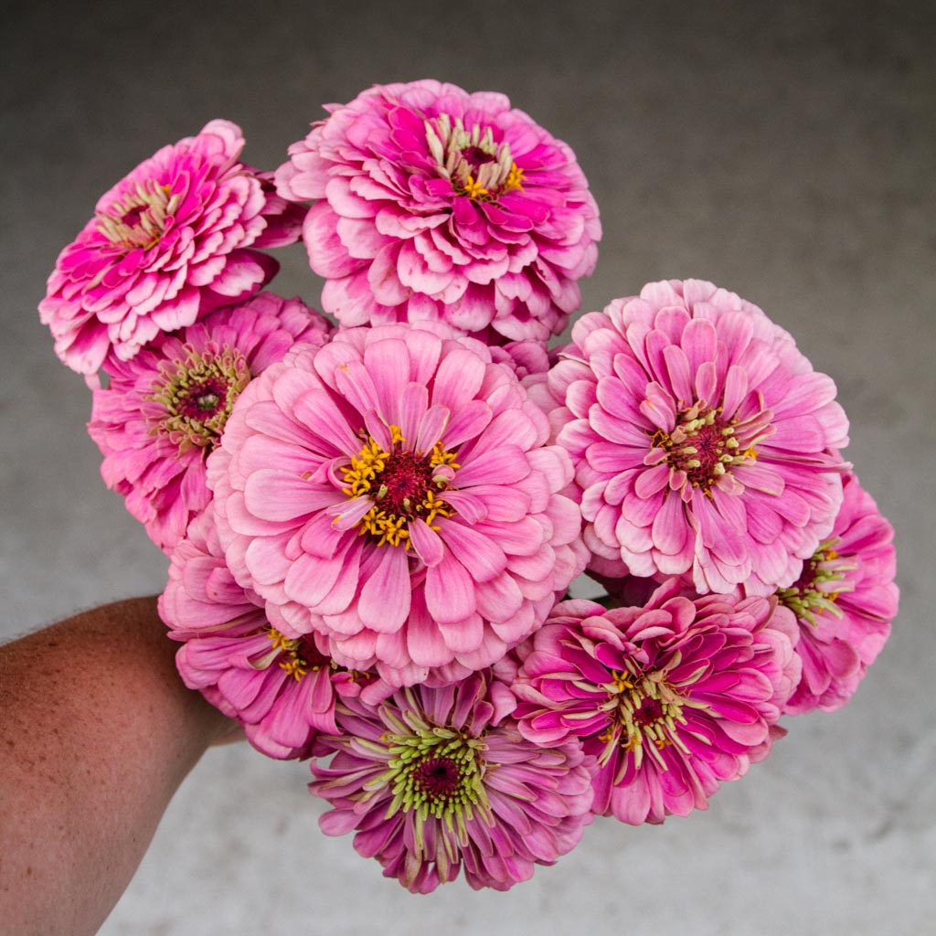 Zinnia - Benary Bright Pink