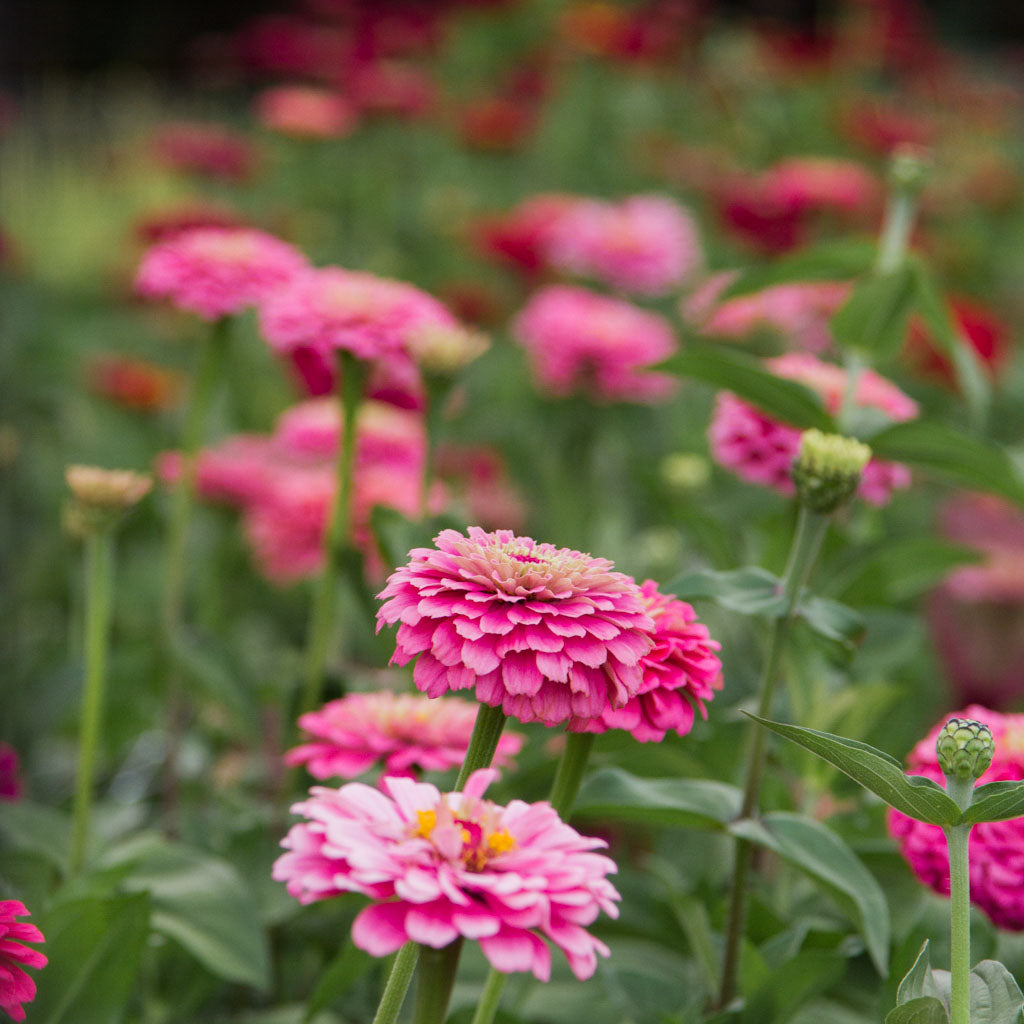 Zinnia - Benary Bright Pink