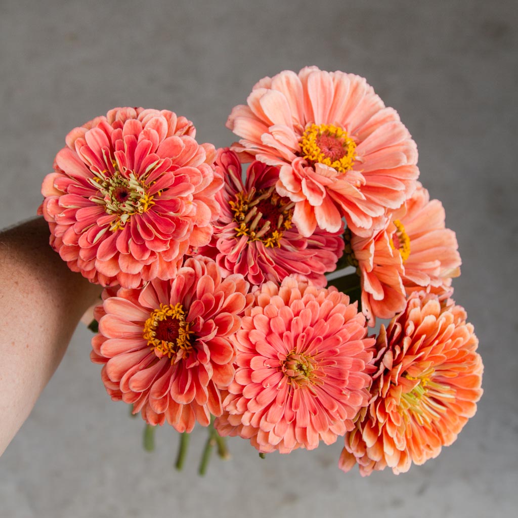 Zinnia - Benary Salmon Rose