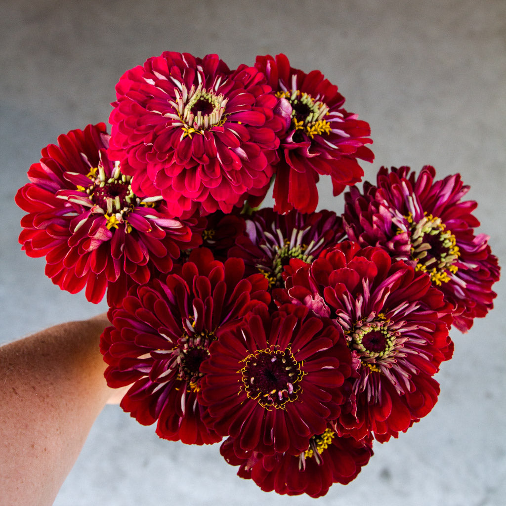 Zinnia - Benary Deep Red