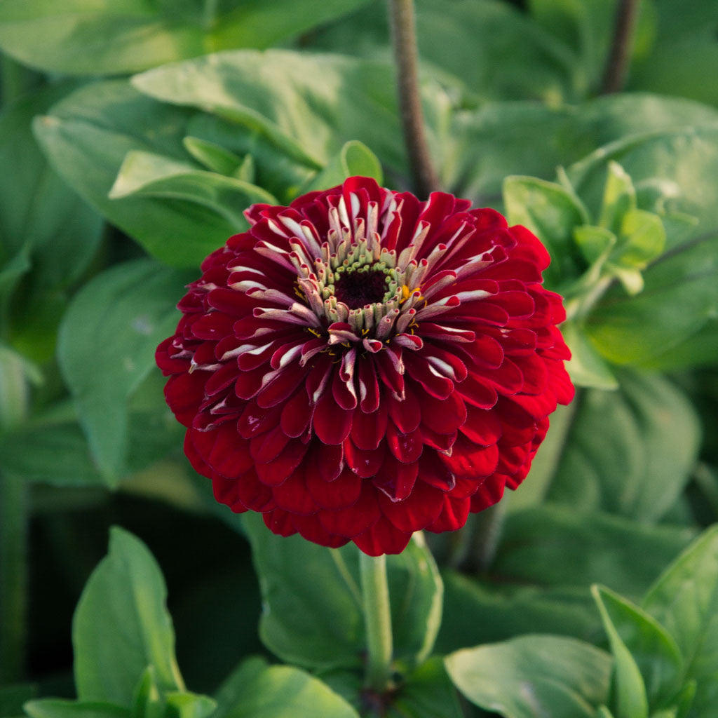 Zinnia - Benary Deep Red