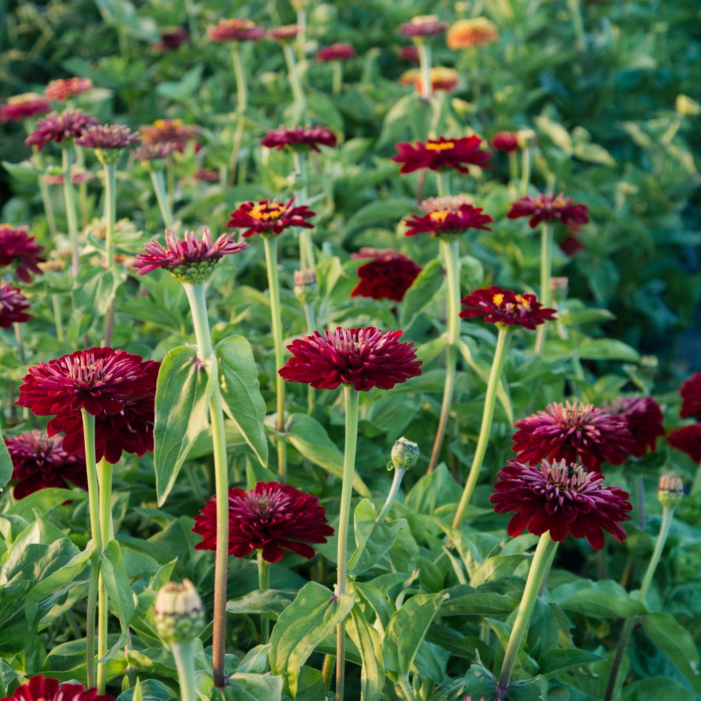 Zinnia - Benary Deep Red