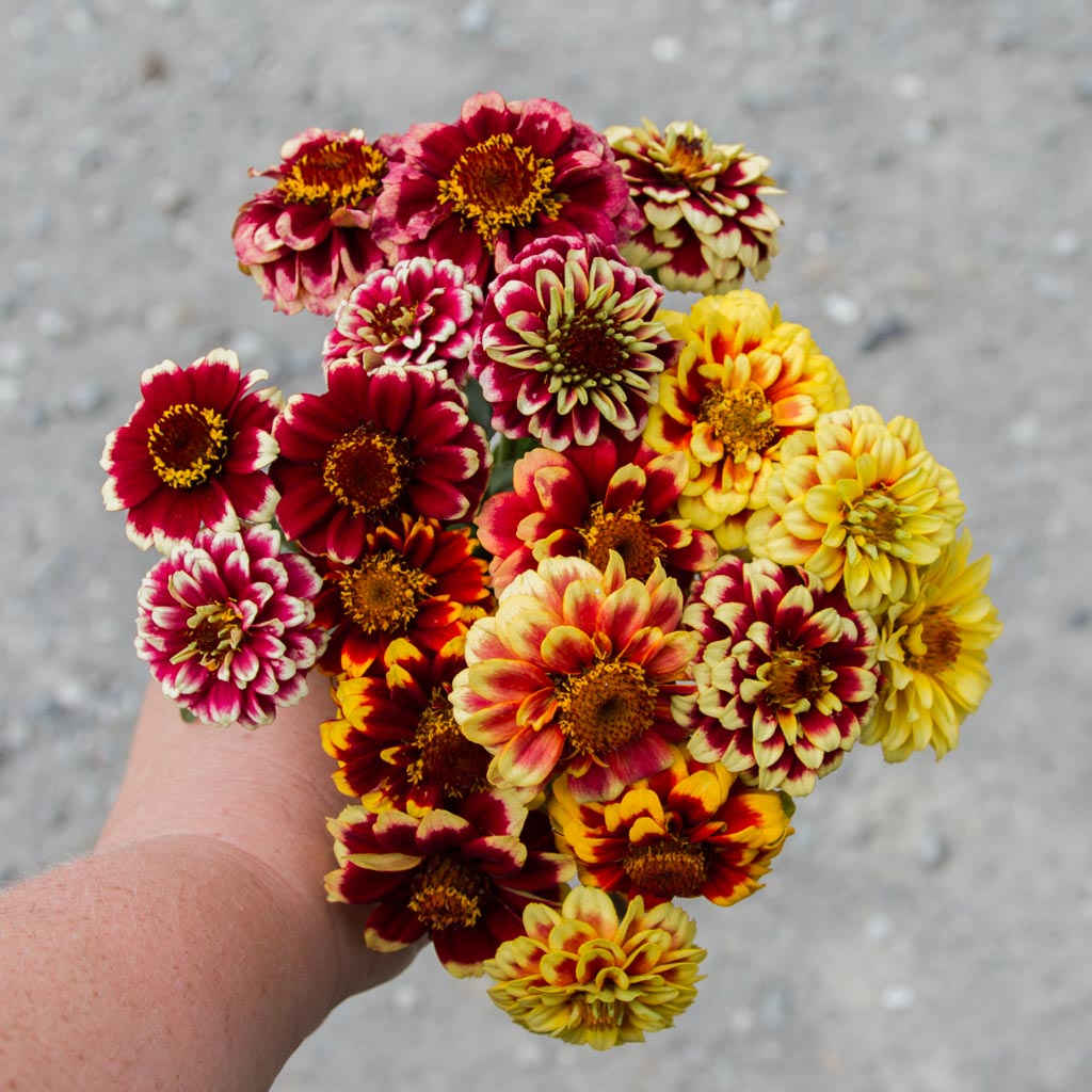 Zinnia Haageana - Jazzy Mix