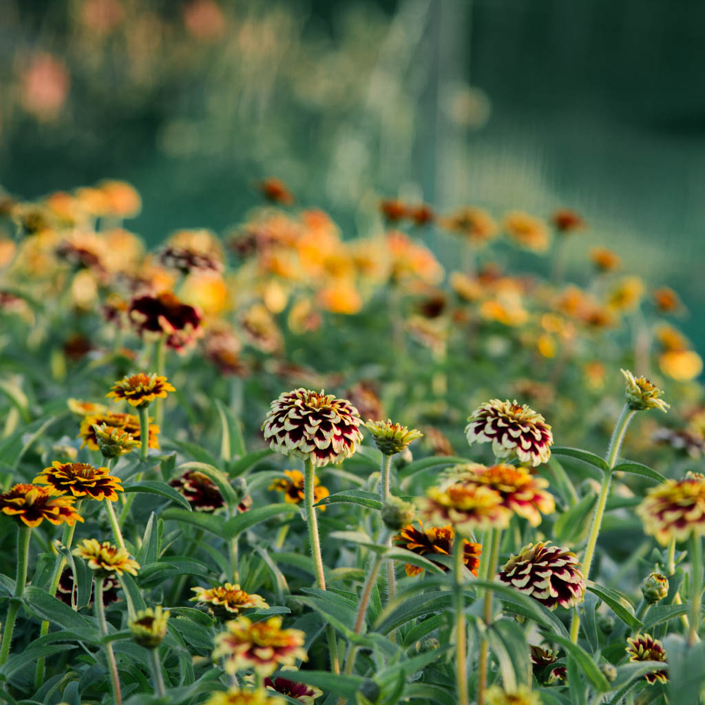Zinnia Haageana - Jazzy Mix