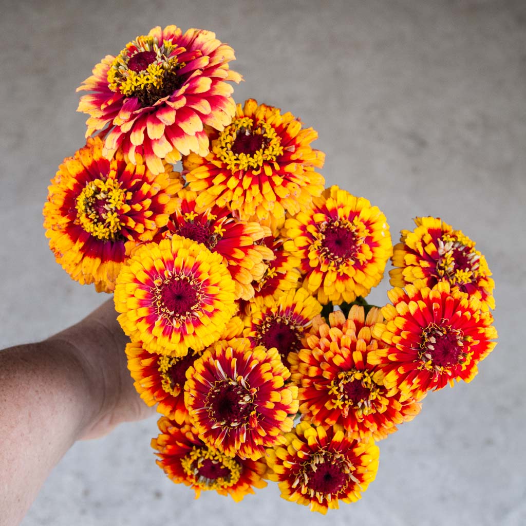 Zinnia - Macarenia