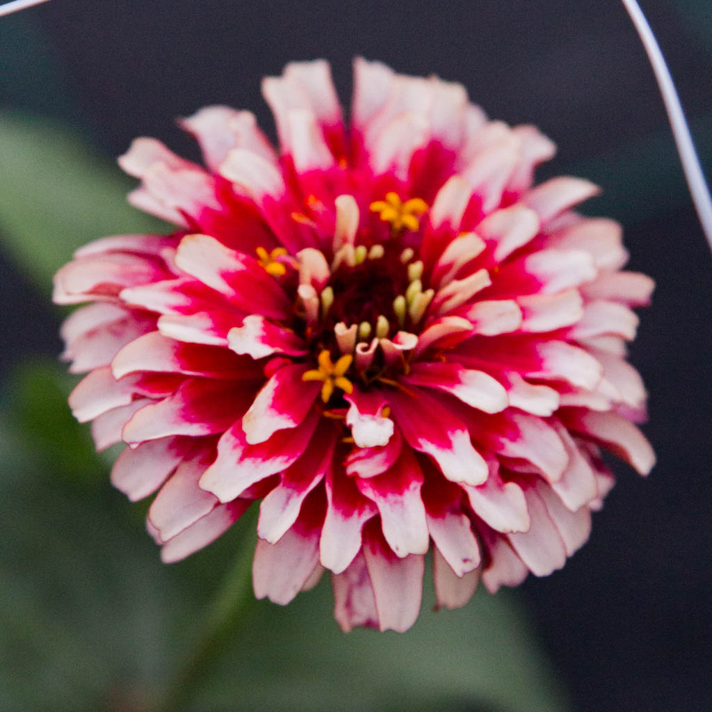 Zinnia - Mazurkia