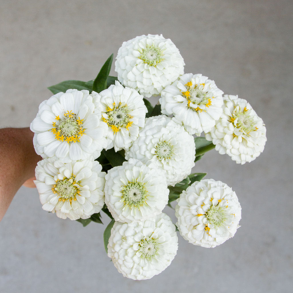 Zinnia - Oklahoma White