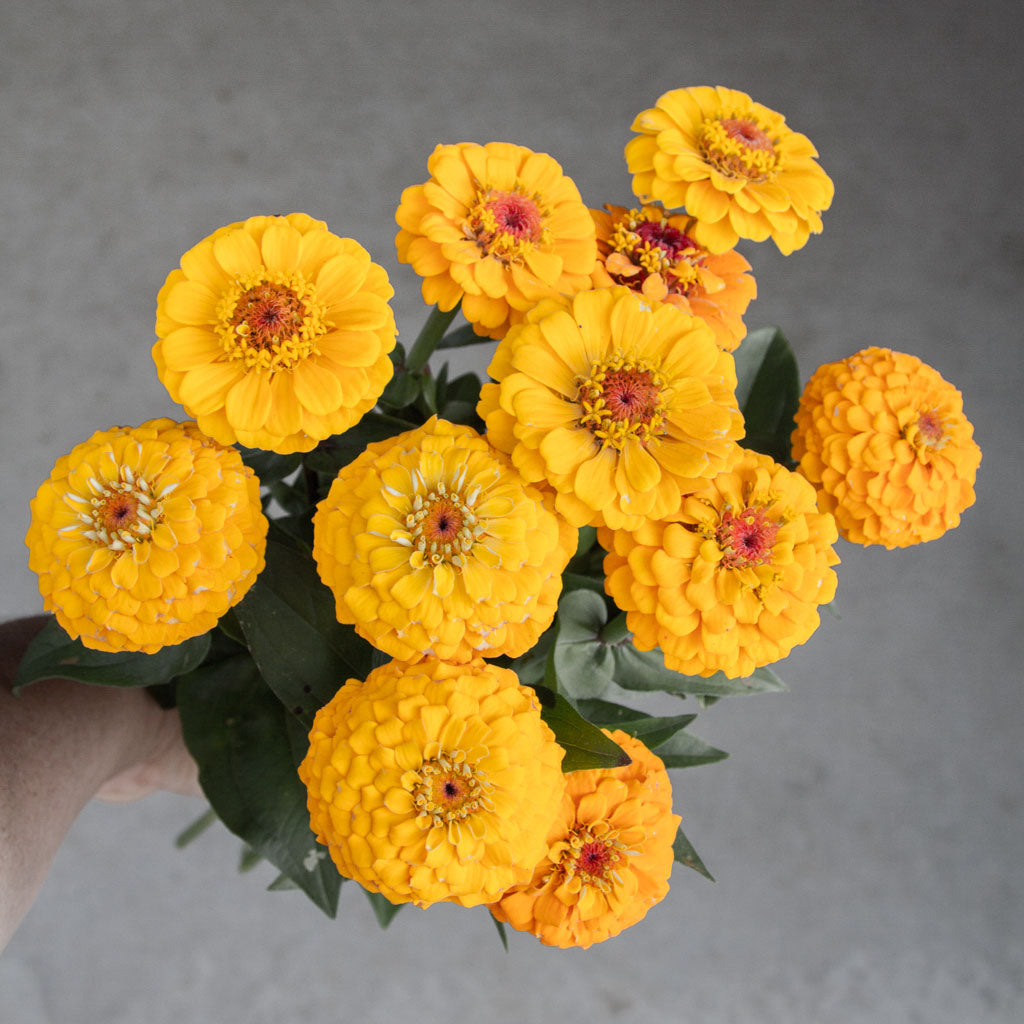 Zinnia - Oklahoma Golden Yellow