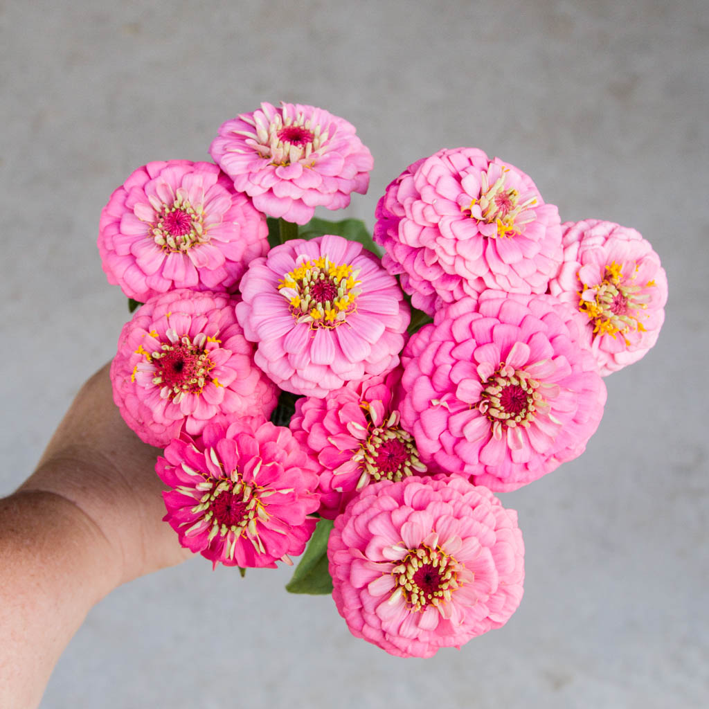 Zinnia - Oklahoma Pink