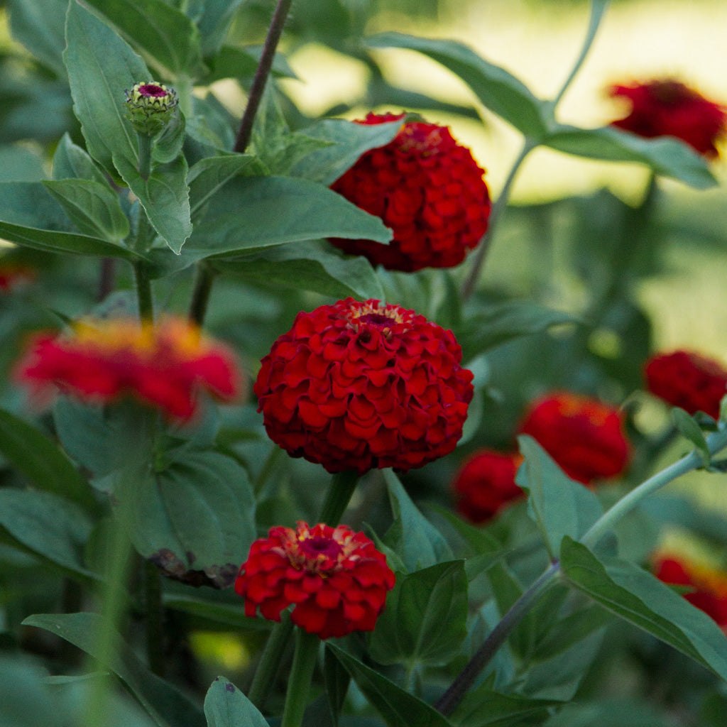 Zinnia - Oklahoma Scarlet