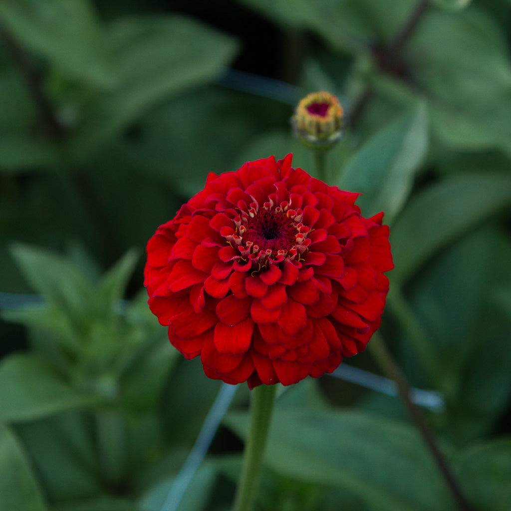 Zinnia - Oklahoma Scarlet