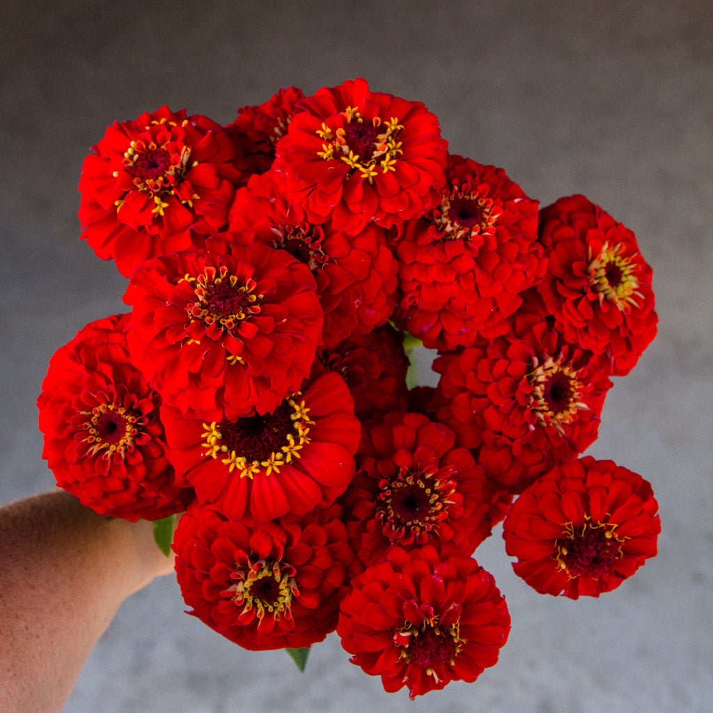 Zinnia - Oklahoma Scarlet