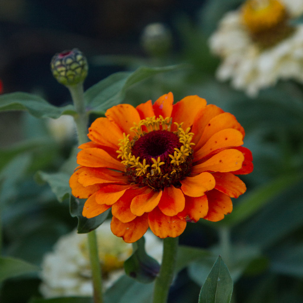 Zinnia - Queeny PURE ORANGE