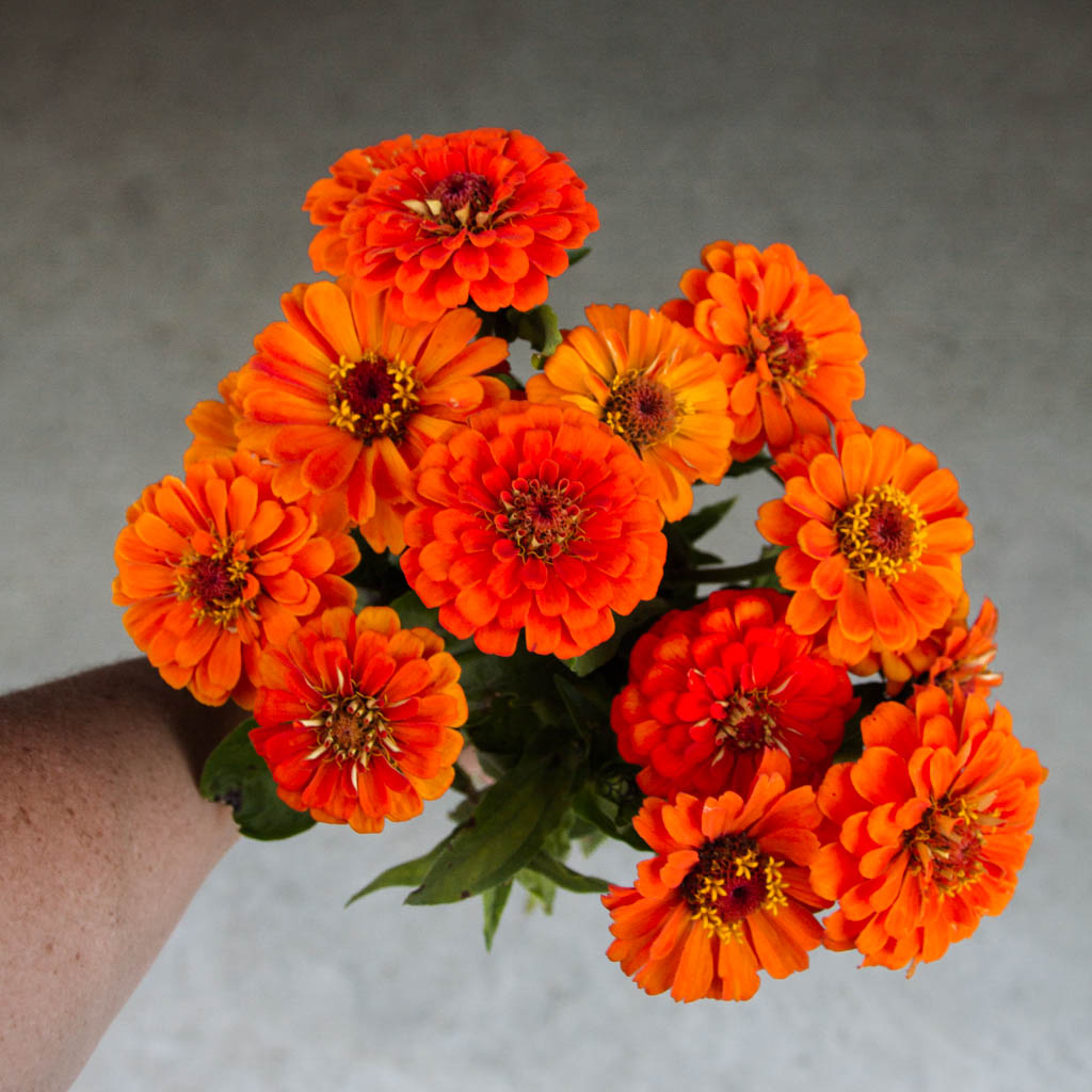 Zinnia - Queeny PURE ORANGE