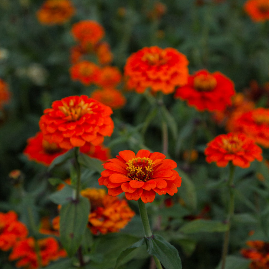 Zinnia - Queeny PURE ORANGE