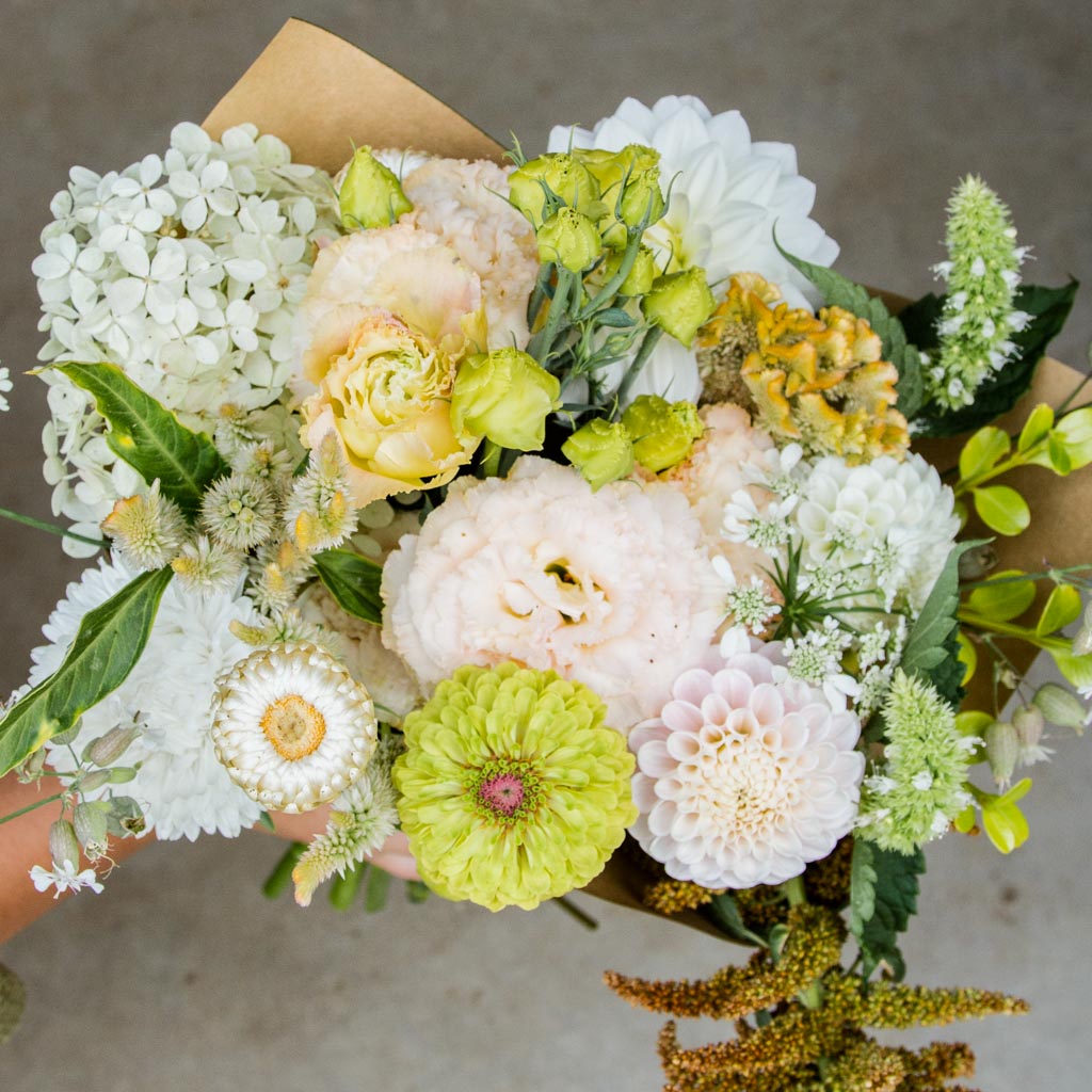 Zinnia - Queeny Lime BLUSH