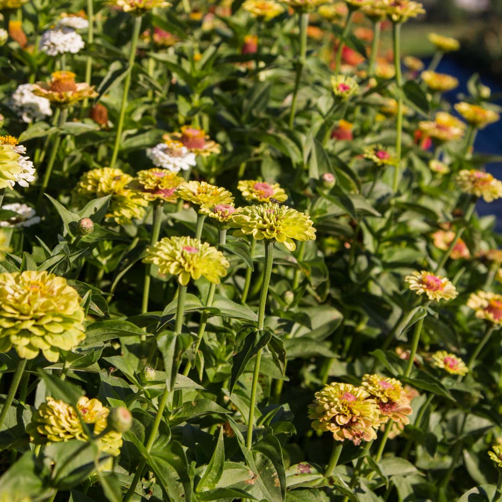 Zinnia - Queeny Lime BLUSH