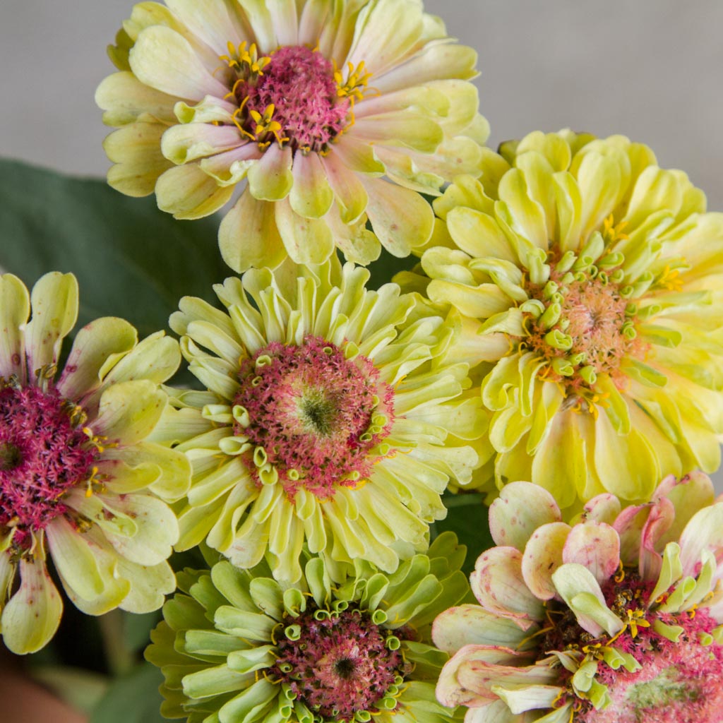 Zinnia - Queeny Lime BLUSH