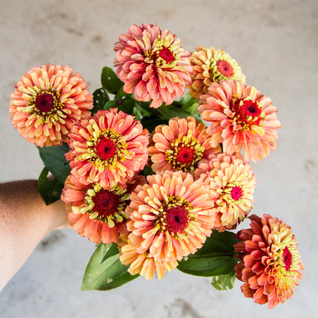 Zinnia - Queeny ORANGE LIME