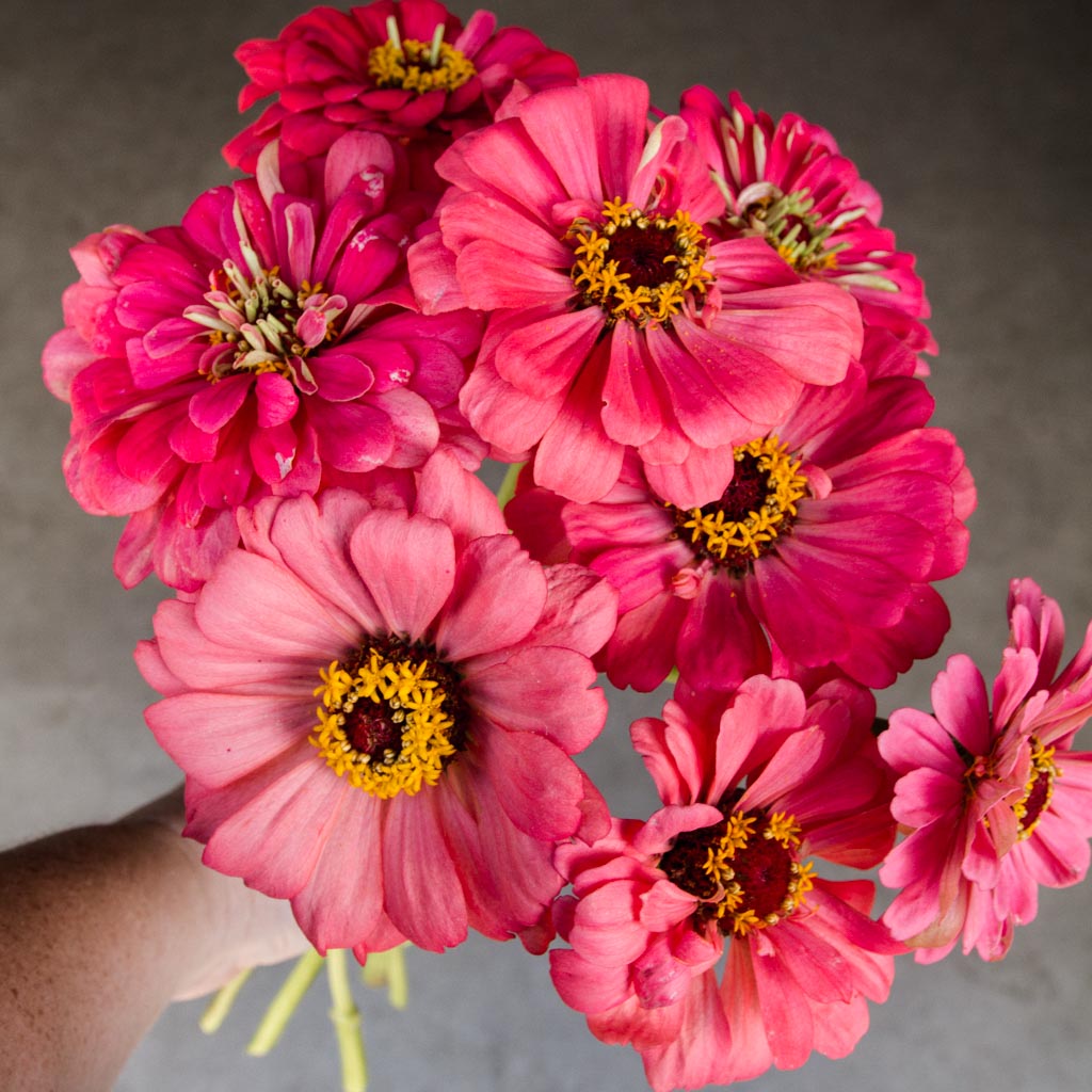 Zinnia - Senora