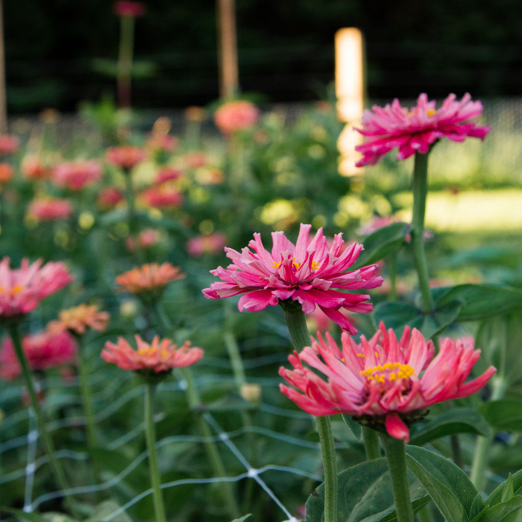 Zinnia - Senora