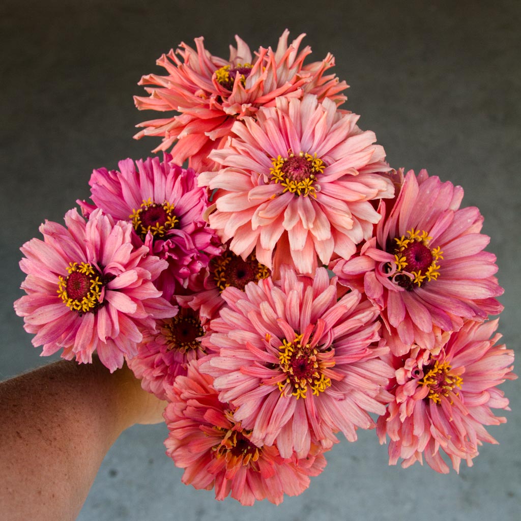 Zinnia - Senora