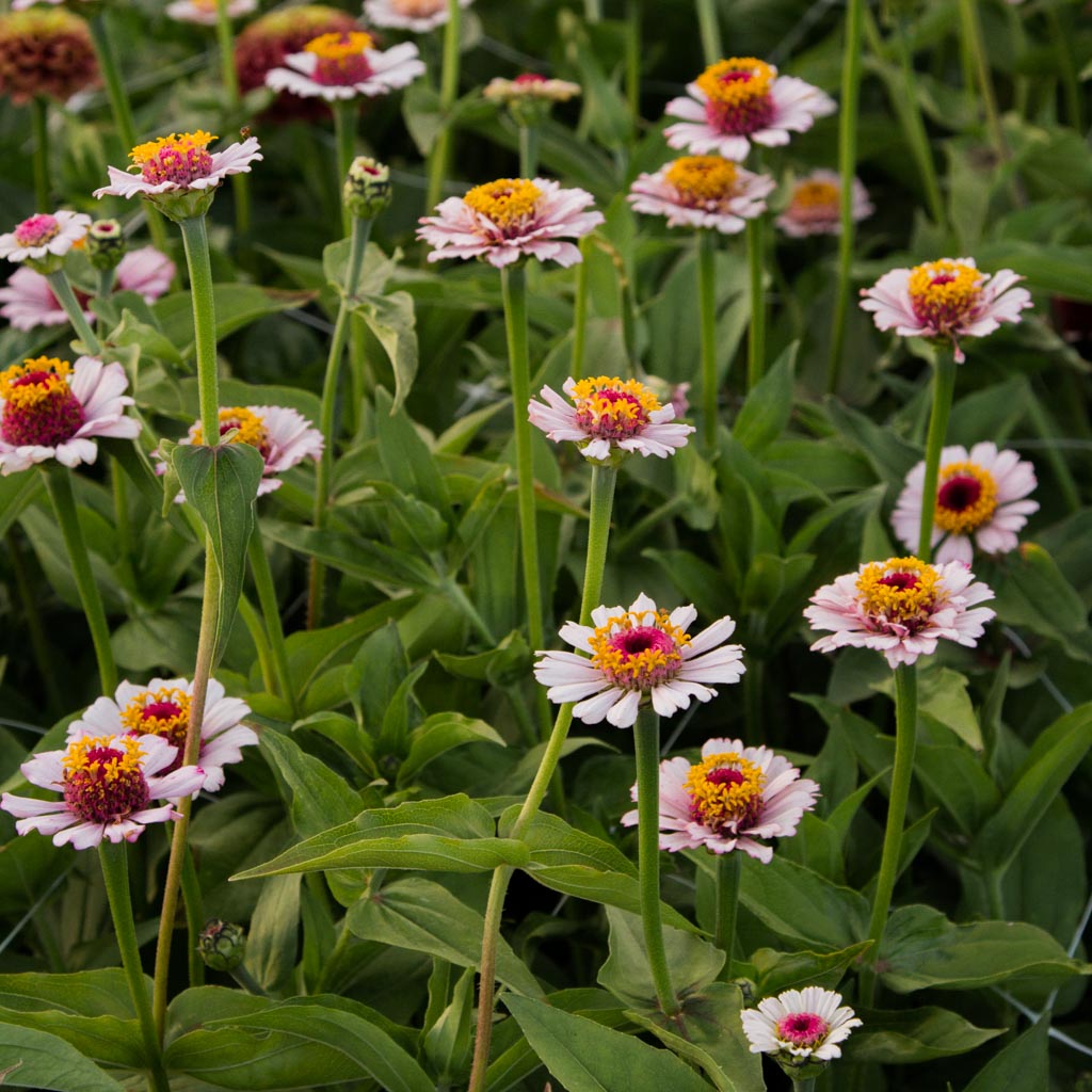 Zinnia - Zinderella Lilac