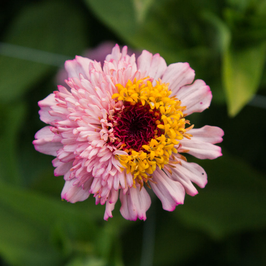 Zinnia - Zinderella Lilac