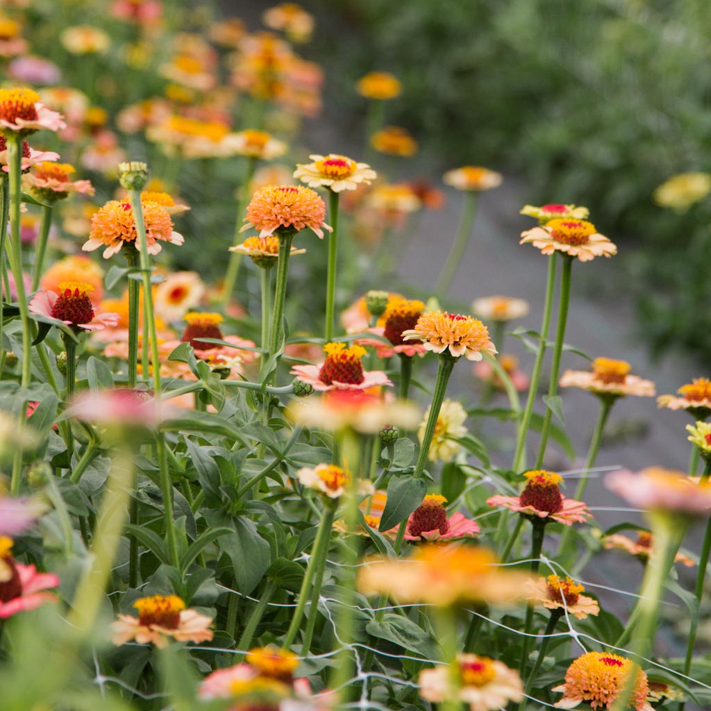Zinnia - Zinderella Peach