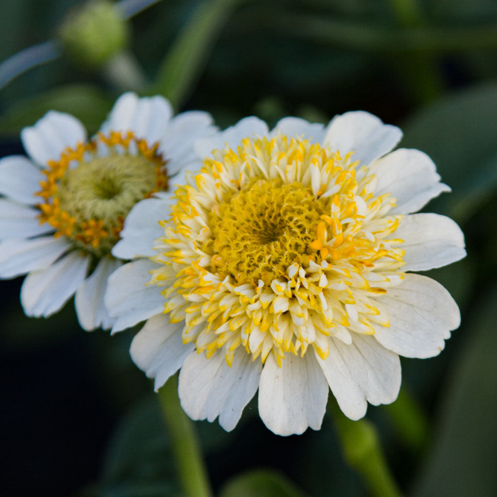 Zinnia - Zinderella White