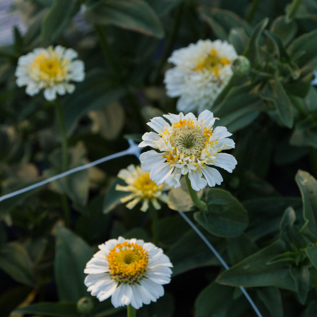 Zinnia - Zinderella White