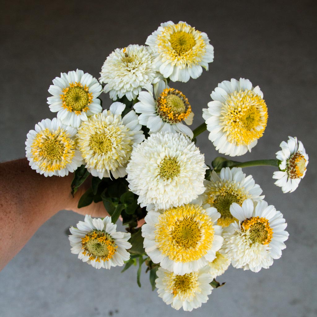 Zinnia - Zinderella White